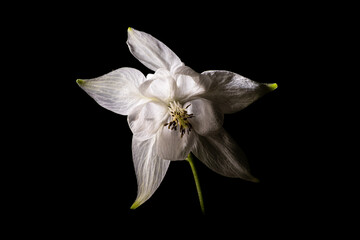 Detail photograph of the white flower of a wild columbine