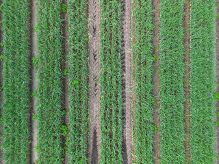 Low level top down; bird's eye aerial view of a crop of onions in the rural English countryside farmland