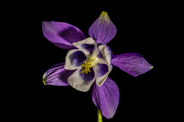 Fading purple flower of european columbine