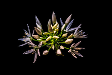 The flowering of a young wild garlic plant in a closeup