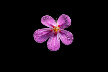 Flower of a scarlet pimpernel with rain drops