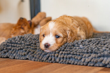 Cockapoo Welpen 4 Wochen Alt