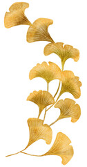 Naklejka premium Ginkgo biloba watercolor with transparent background