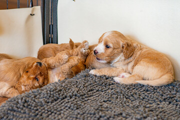 Cockapoo Welpen 4 Wochen Alt