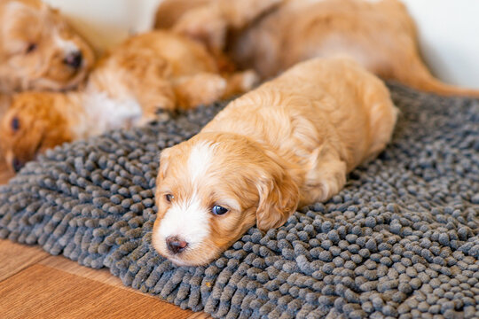 Cockapoo Welpen 4 Wochen Alt