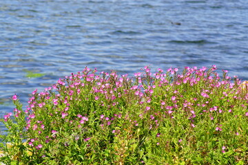 Beautiful purple flowers at the blue sea