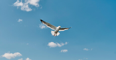 Fototapeta na wymiar Portrait of Baikal gull soaring in cloudy sky in sunlight.