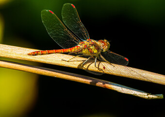 A common darter dragonfly sitting on a branch