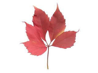 Autumn crimson leaf on a white background.