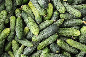 Lots of green pimply cucumbers.
