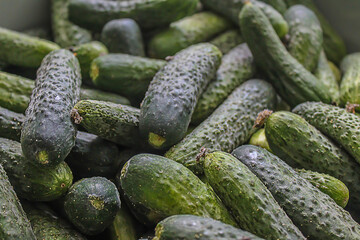 Cucumber harvest. Green pimply cucumbers.