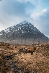 Composite image of red deer stag in Majestic landscape Winter portrait ofn Stob Dearg Buachaille Etive Mor mountain and snowcapped peak in Scottish Highlands © veneratio