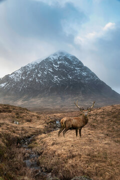 Composite image of red deer stag in Majestic landscape Winter portrait ofn Stob Dearg Buachaille Etive Mor mountain and snowcapped peak in Scottish Highlands