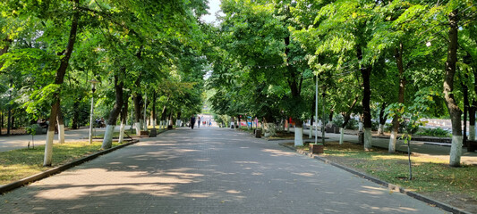 Alley with trees in the park.