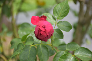 red rose bud green background