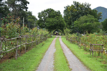 Road to visit the rose garden in the middle of Khao Yai nature.