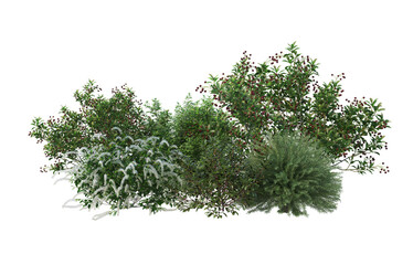 Fototapeta premium Shrubs and flower on a transparent background 