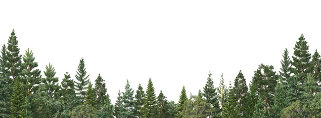 Coniferous forest on a transparent background  © jomphon