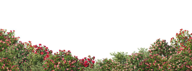 Shrubs and flower on a transparent background
