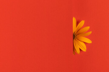 Yellow flower on a bright red background. In extreme minimalism style.