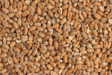Wheat grain. Top view, full frame photo.