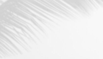 Obraz premium Shadow of Palm Leaves on white Cement wall for Abstract Background.