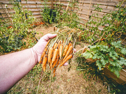 Nombreuses carottes r&eacute;colt&eacute;s dans le jardin en carr&eacute;s potagers d'un particulier - main de jardinier