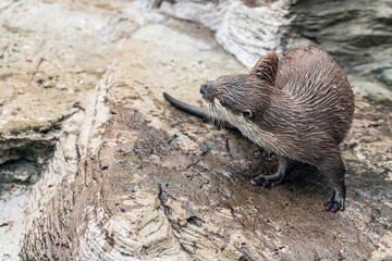 A cute river otter in zoo