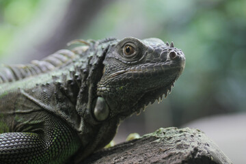  close up of Spiny Lizard Looks Around 
