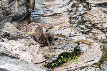 Naklejka na ściany i meble A cute river otter in zoo