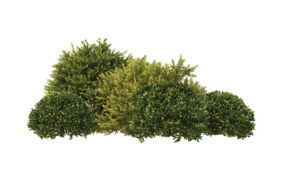 Pine garden decoration on a transparent background
