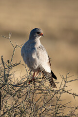 Autour chanteur, .Melierax canorus, Pale Chanting Goshawk