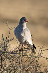 Autour chanteur, .Melierax canorus, Pale Chanting Goshawk