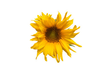 Isolated sunflower on white background, clipping paths.