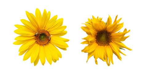 Isolated sunflower on white background, clipping paths.