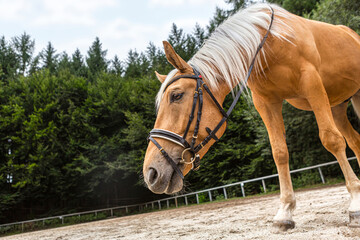 Portrait of a palomino kinsky warmblood horse on a riding arena outdoors - obrazy, fototapety, plakaty