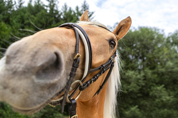 Close-up of a young palomino kinsky horse gelding looking curious into the camera