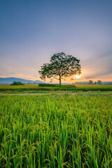 Fototapeta na wymiar the morning sun shines on the rice