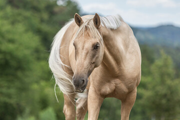 Head portrait of a palomino kinsky horse gelding on a pasture in summer outdoors - obrazy, fototapety, plakaty