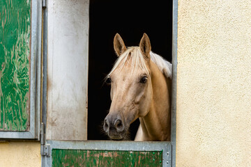 Portrait of a palomino kinksy warmblood horse looking out of it´s horse box at the stable