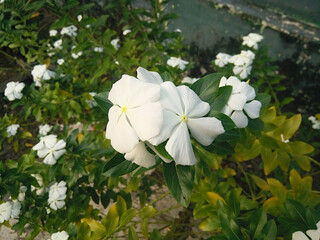 Selective focus shot of white Tibouchina flowers with green leaves in the garden