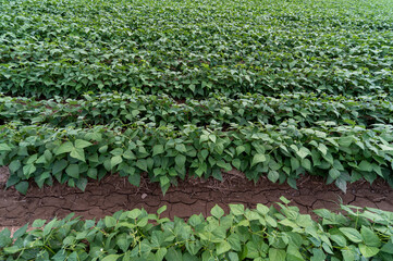 Fototapeta na wymiar Young bean plants with flowers between irrigation furrows, grown in Piedmont, Italy.