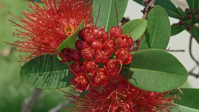 Xanthostemon youngii, commonly known as crimson penda or red penda, is a tree species that is endemic to North Queensland. It has showy red flowers but is difficult to keep in cultivation.