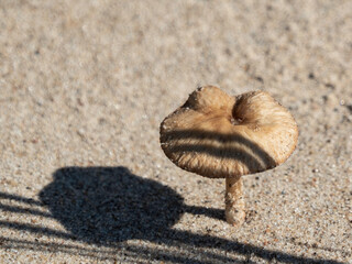 A solitary inedible mushroom grows in the sand. Bright lighting.