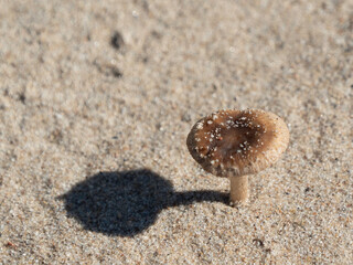A solitary inedible mushroom grows in the sand. Bright lighting.