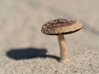 A solitary inedible mushroom grows in the sand. Bright lighting.