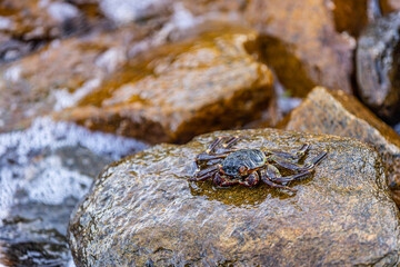 Marine wildlife, shore coast of beach. Beautiful Grapsus Albolineatus crab staying on top of wet sea rock on the beach. Soft bokeh rocks and waves background.