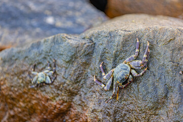 Marine wildlife, shore coast of beach. Beautiful Grapsus Albolineatus crab staying on top of wet sea rock on the beach. Soft bokeh rocks and waves background.