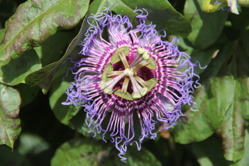 Passion Fruit Flower