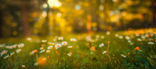 Beautiful natural colorful forest field early autumn season. Meadow nature sunset blooming daisy flowers, sun rays beams. Closeup blur bokeh woodland forest nature. Idyllic panoramic floral landscape
